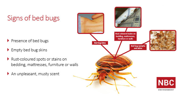 Signs of bed bugs FB