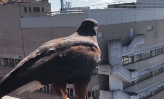 Southampton Hospital Bird control
