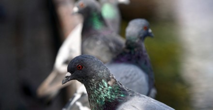 pigeons 4509124 1920