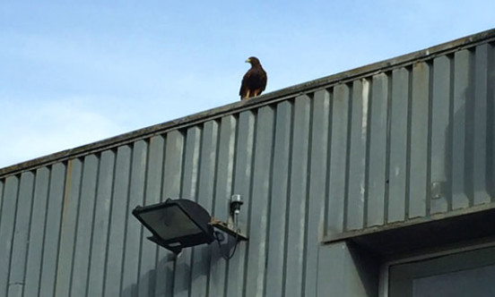 Bath manufacturing unit bird of prey on roof