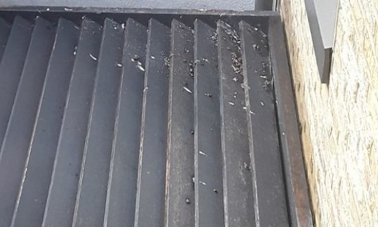 Help with my Property guano