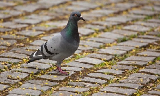 Rock Dove Feral Pigeon