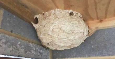 wasp nest 2