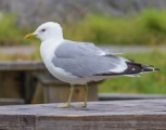 Common Gull e1421859167865