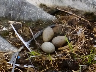 Gull eggs 1024x538 v2