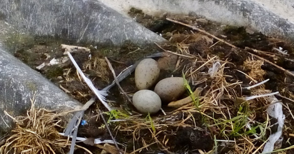 Gull eggs 1024x538