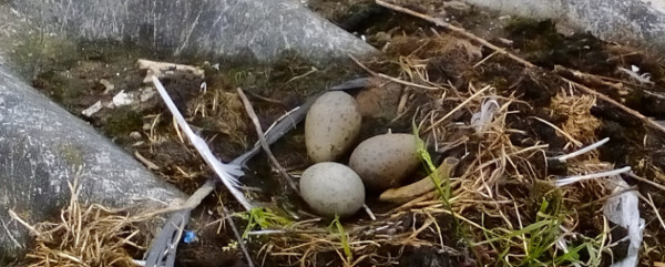 Gull eggs 1170x470