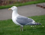 Herring Gull e1421858428498