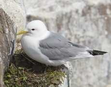 Kittiwake Gull