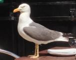 Lesser Black Backed Gull e1421858457382