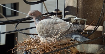 Pigeon Nesting