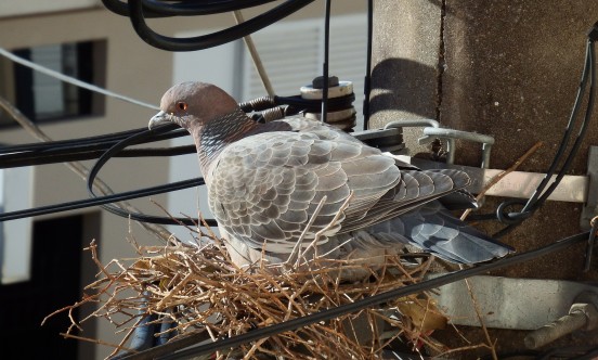 Pigeon Nesting