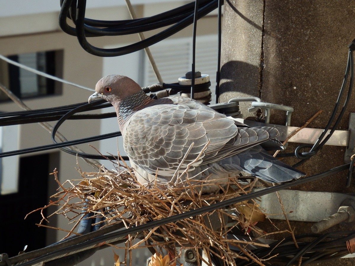 How to Deter Pigeons An Article From NBC