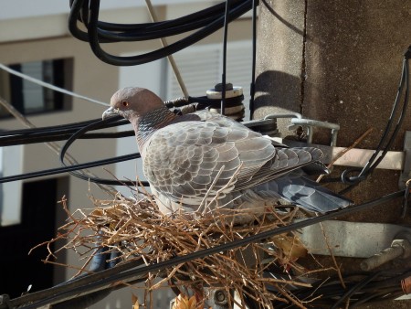 A guide to bird nests: how, where and why birds make nests