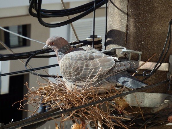 Pigeon Nesting