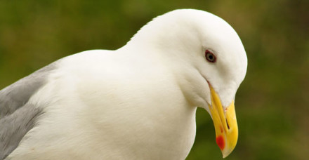 common gull 2