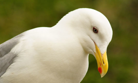 common gull 2