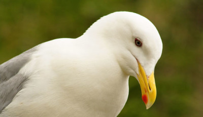 common gull 2