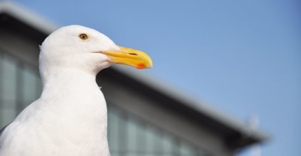 gull hospital stock image copy