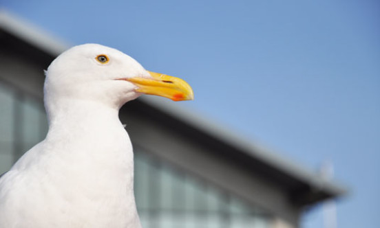 gull hospital stock image copy