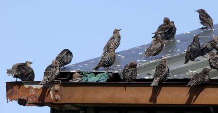 iStock 000075219769 Full starlings 1024x683