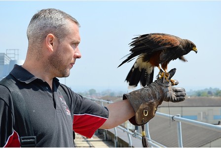 Birds of prey being used for pest control around valley