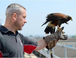 Lee Rees - Harris Hawk