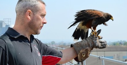 Lee Rees - Harris Hawk