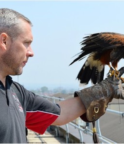 Lee Rees - Harris Hawk