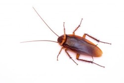 American Cockroach 408x272