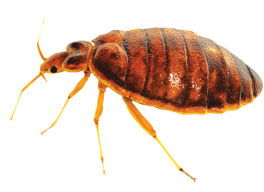 BedBug 768x523