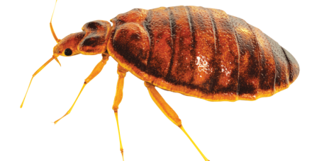 BedBug 768x523