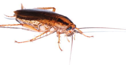 German Cockroach 1600x559