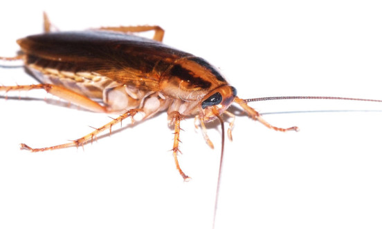 German Cockroach 1600x559