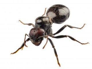 Lasius niger black garden ant 1 408x272