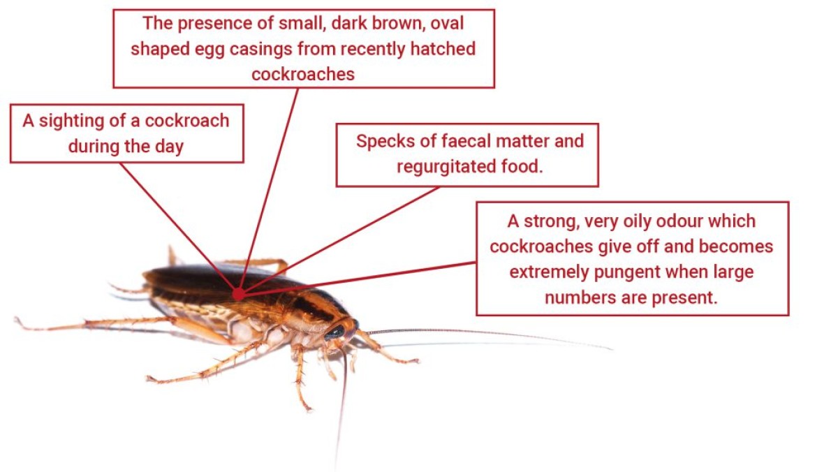 What Are The Signs of Cockroaches? NBC Environment