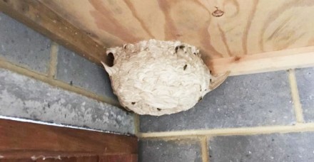 wasp nest 1 768x576