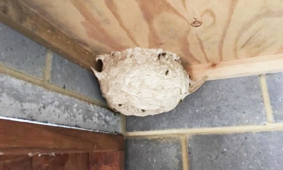 wasp nest 1 768x576
