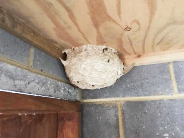 wasp nest 1 768x576