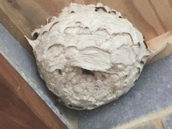 wasp nest 3 768x576