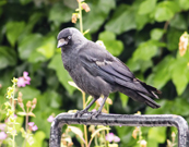 Jackdaw in a garden