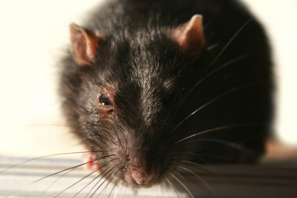 Rodent Species Their Identification NBC Environment