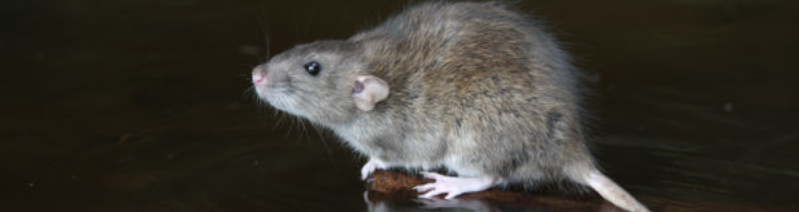 Brown Rat