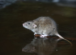 Brown Rat