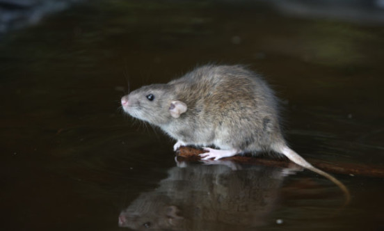 Brown Rat