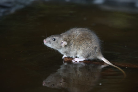 Brown Rat