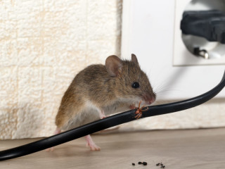 Mouse chewing wire 1024x683