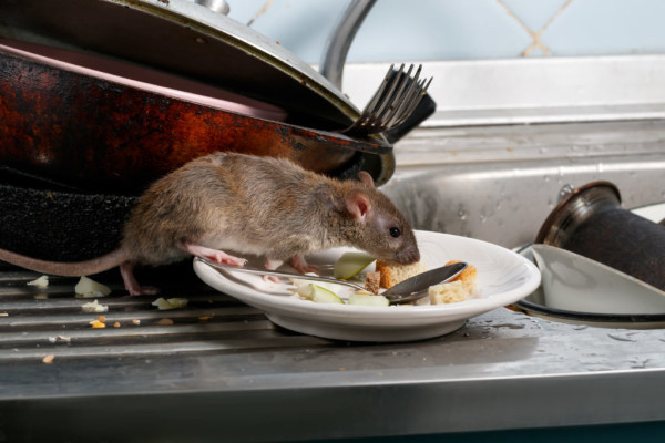 Rat Kitchen 1024x683 1