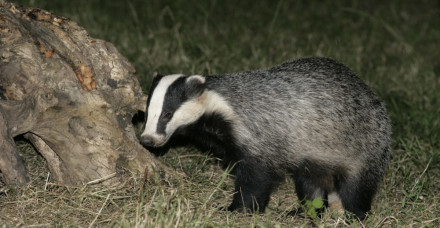 Badger