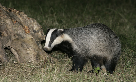 Badger